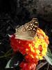 Junonia lemonias lemonias